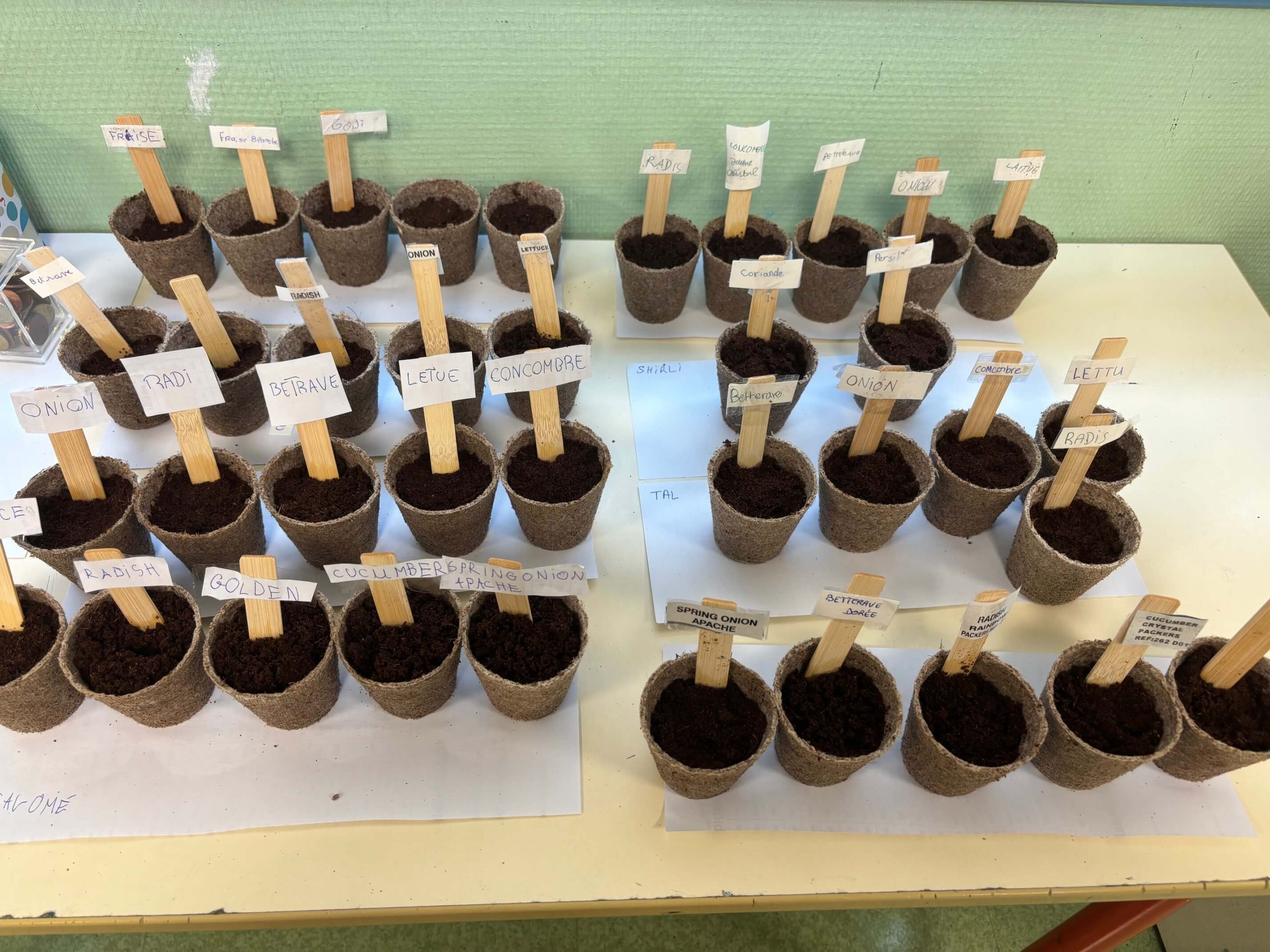 Des plantations pour Tou bichvat • Groupe Scolaire Gan Rachi